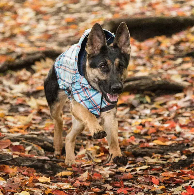 GF Pet Reversible ElastoFit Raincoat