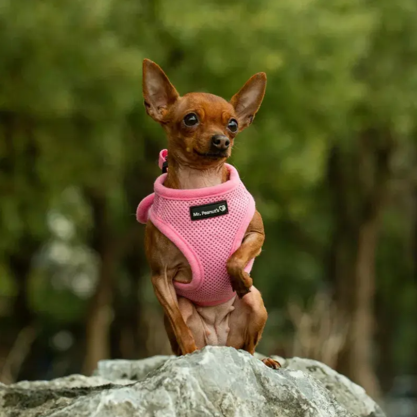 Mr. Peanut's PupTrek Small Dog/Cat Soft Mesh Step In Harness Vest