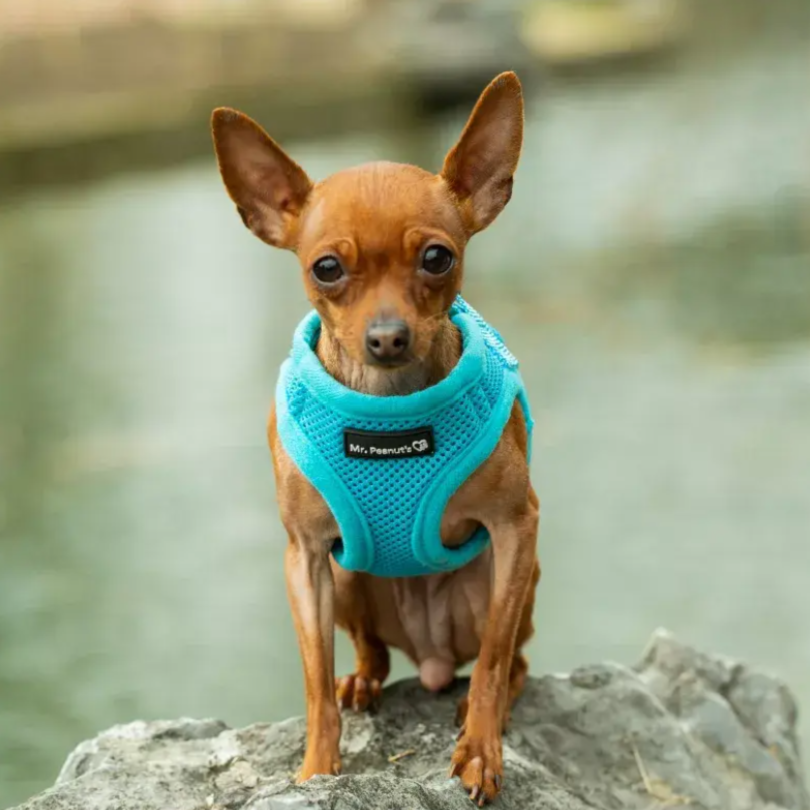 Mr. Peanut's PupTrek Small Dog/Cat Soft Mesh Step In Harness Vest